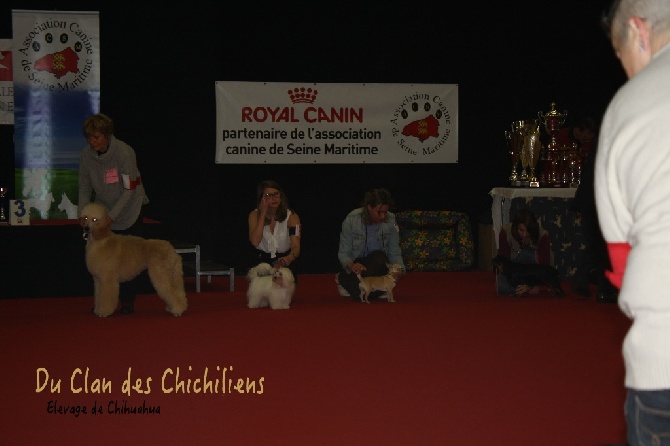 Du Clan Des Chichiliens - Lep's des barons de Maule : Meilleur Puppy